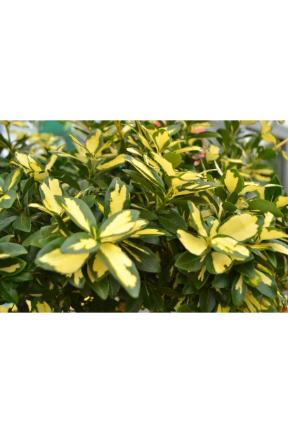 Бруслина Блонді на штамбі листя